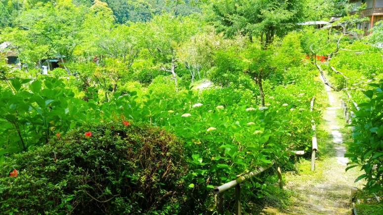 極楽寺(あじさいでら)へ行ってきました