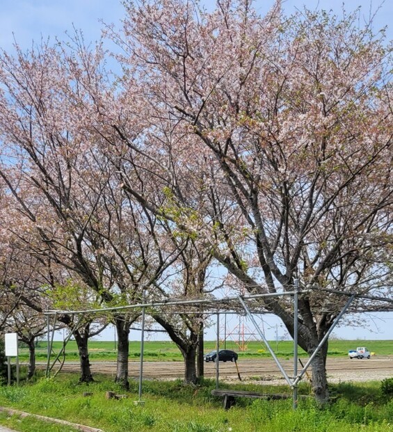 新緑　桜の咲く季節