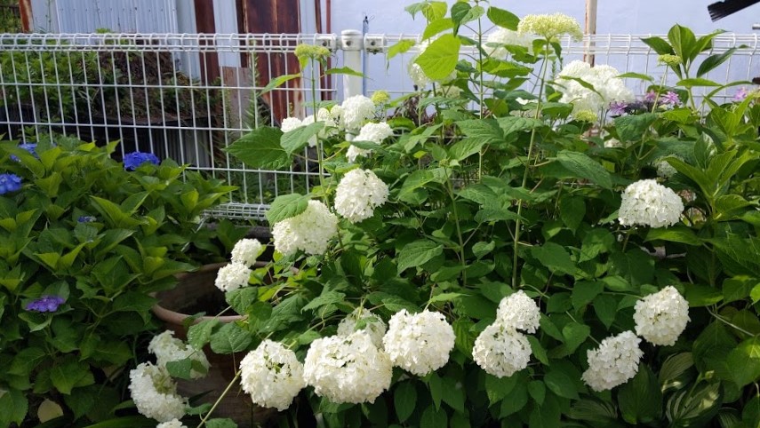7月の医院からのお知らせ