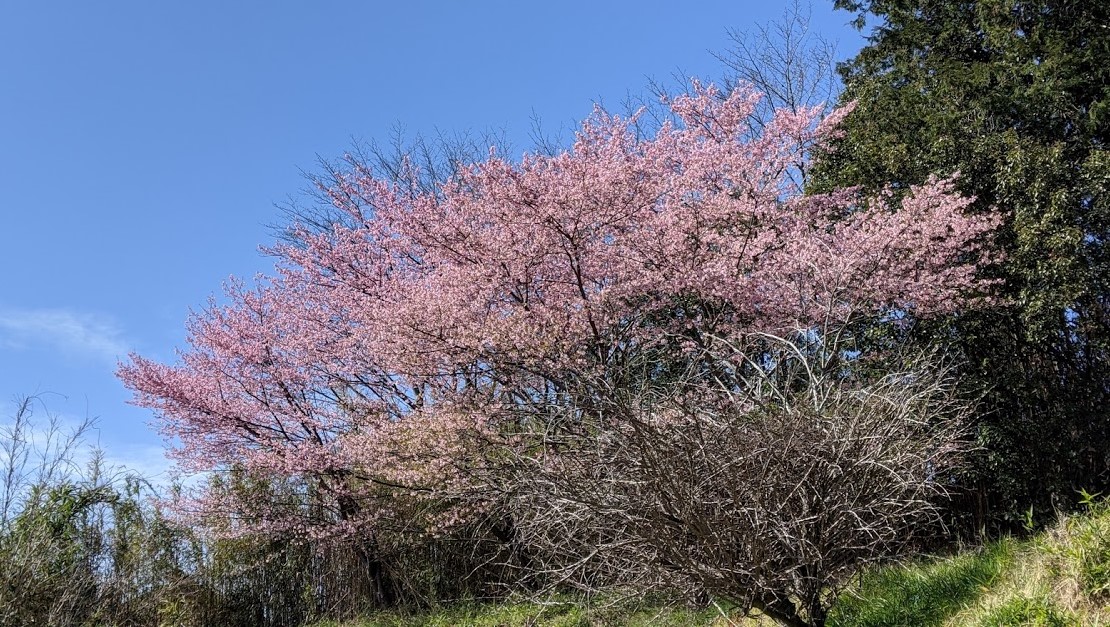 3月の医院からのお知らせ　周智郡森町