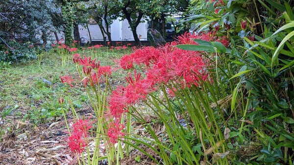 10月の医院からのお知らせ