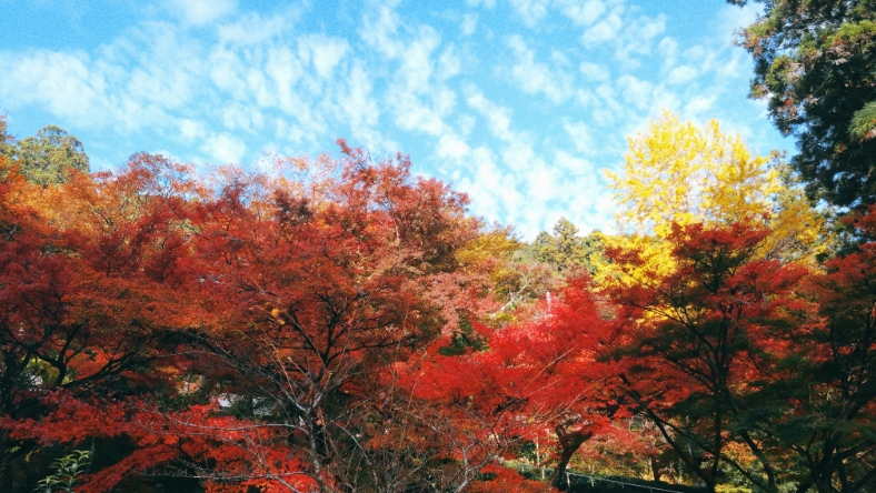 朝のお出掛け🍁✨