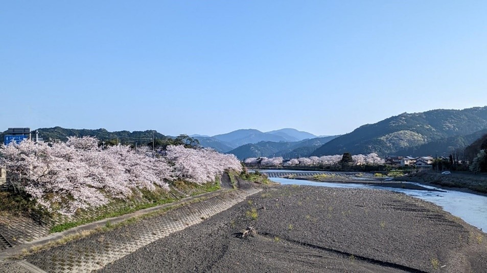 森町の桜自慢