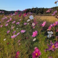 12月診察スケジュール