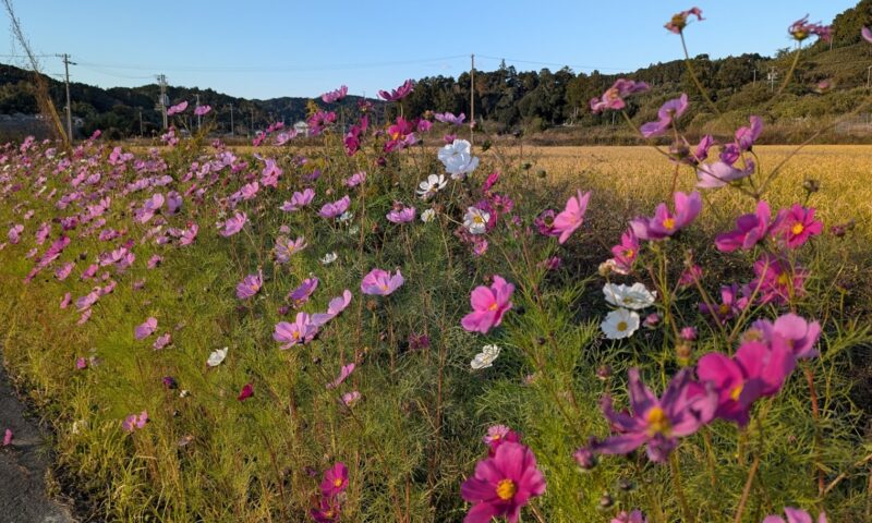 12月診察スケジュール
