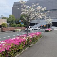 5月診察スケジュール