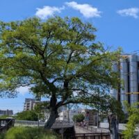 7月8月お知らせ