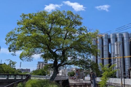 7月8月お知らせ