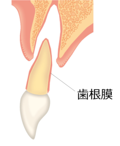 歯根膜