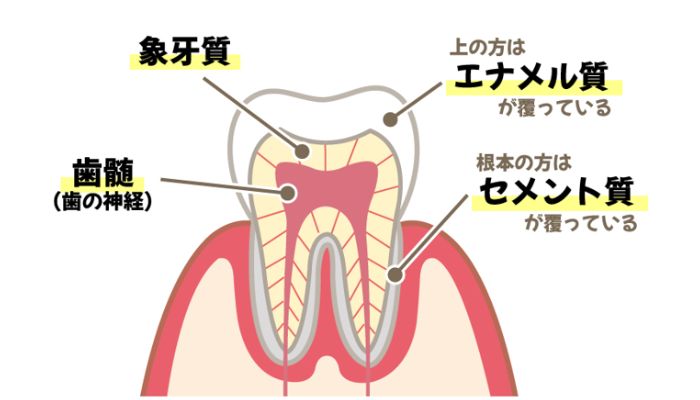 歯のエナメル質